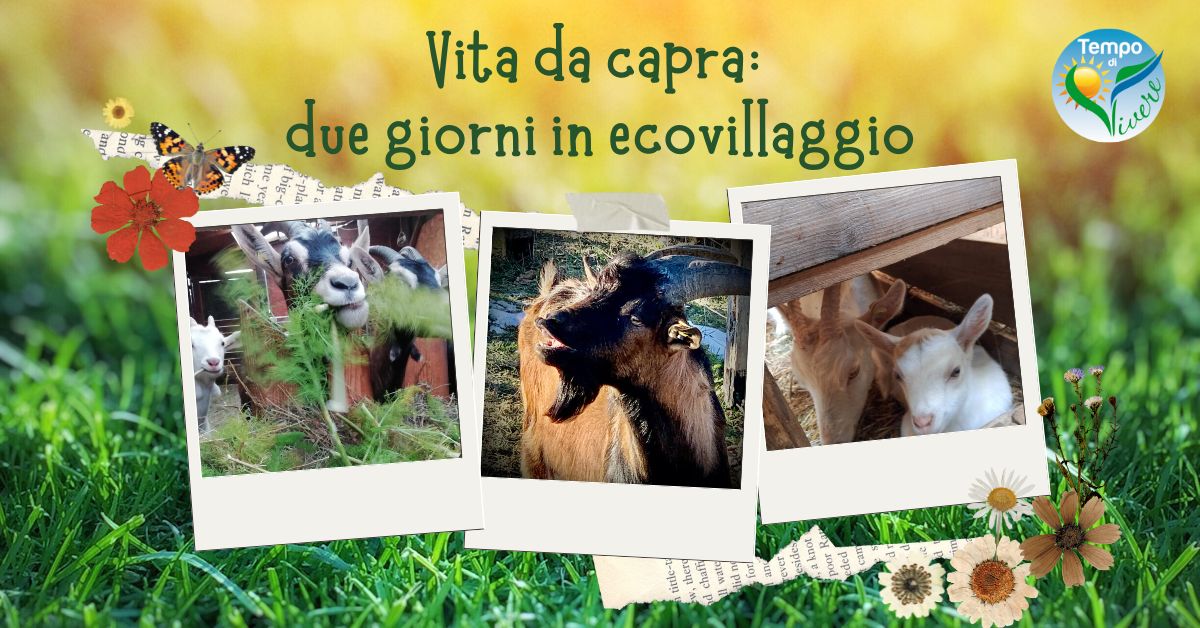 VITA DA CAPRA