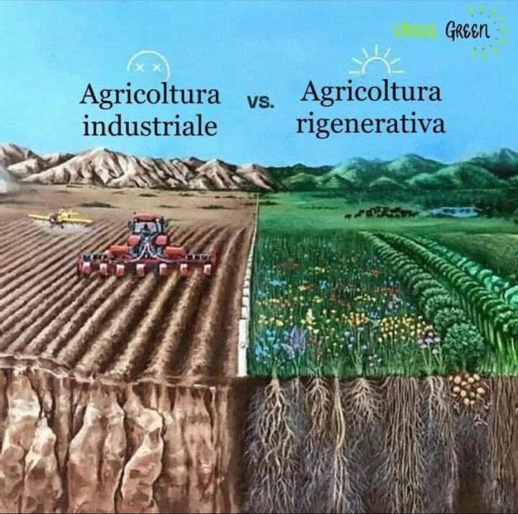 Immagine WhatsApp 2025 05 21 ore 09.53.49 f67e55fd