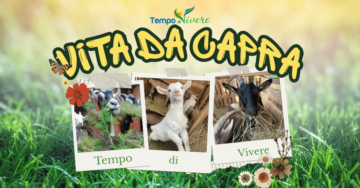 vitadacapra